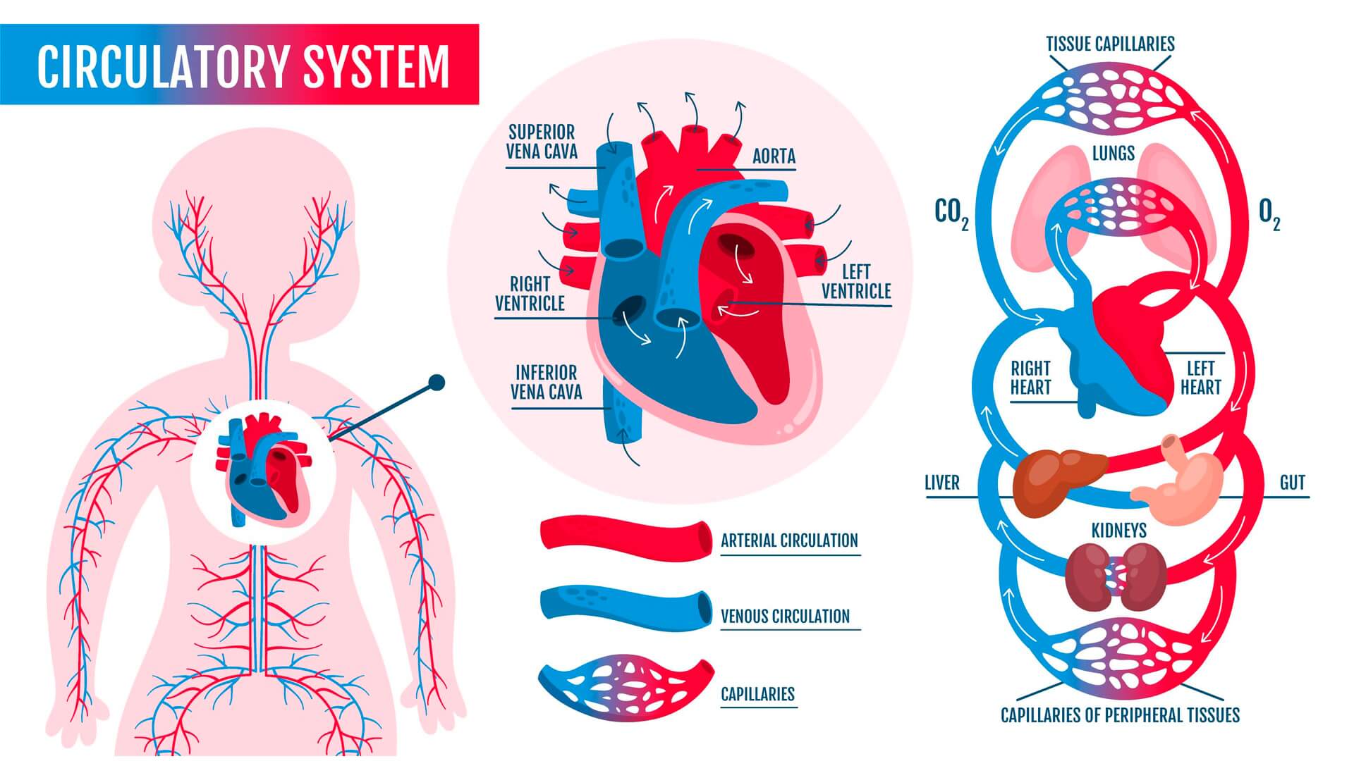 Your Guide to Trustworthy Vascular Health Information Online